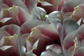 White-red tulips flowers. Macro. Closeup. flower background. For design. Flower composition.