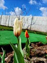 white and red tulips in the garden Royalty Free Stock Photo