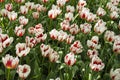 White and Red Tulips