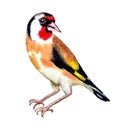 White-red-yellow bird flapper