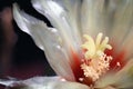 White red and yellow cactus flower macro photo Royalty Free Stock Photo