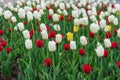White red and yellow tulips grow in the city flower bed.Selective focus, background Royalty Free Stock Photo