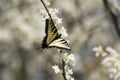 White Redbud Blossom with Eastern Swallowtail Royalty Free Stock Photo