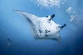 White Reef manta ray swimming in the deep underwater Royalty Free Stock Photo