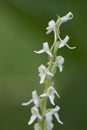 White Rein Orchid