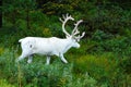 White Reindeer