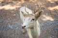 white reindeer or deer with horn in zoo Royalty Free Stock Photo