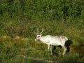 White reindeer at a forest border