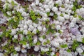 White reindeer moss in an artic forest