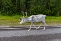 White reindeer in profile walking on the road between forests