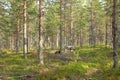 White reindeer walking in Finnish forest