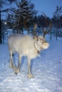 White reindeer walking through the forest during the polar night Royalty Free Stock Photo