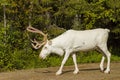 White reindeer is on the way Royalty Free Stock Photo