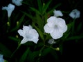 White Relic Tuberosa Flowers Blooming