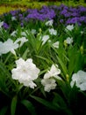 White Relic Tuberosa Flowers Blooming