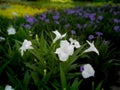 White Relic Tuberosa Flowers Blooming