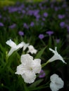White Relic Tuberosa Flowers Blooming