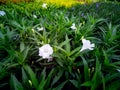 White Relic Tuberosa Flowers Blooming