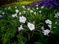 White Relic Tuberosa Flowers Blooming