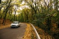 White Renault car in beautiful autumn forest. Beautiful landscape with road, trees with red and orange leaves. Highway through the Royalty Free Stock Photo