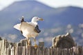 White resting seagull with the village and big mountains in the blurred background on a sunny day Royalty Free Stock Photo