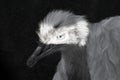 White rhea bird animal portrait