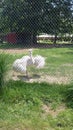 White rheas at zoo Royalty Free Stock Photo