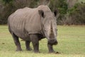 White Rhino Royalty Free Stock Photo