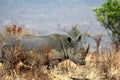 White Rhino Royalty Free Stock Photo