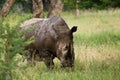 White Rhino Royalty Free Stock Photo
