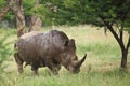 White Rhino Royalty Free Stock Photo