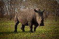 White rhino Royalty Free Stock Photo