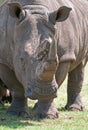 White Rhino Royalty Free Stock Photo