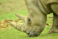 White Rhino Royalty Free Stock Photo