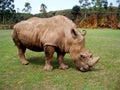 White Rhino Royalty Free Stock Photo