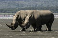 White Rhino Royalty Free Stock Photo
