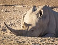 White Rhino Africa Royalty Free Stock Photo