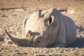 White Rhino Africa Royalty Free Stock Photo