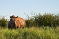 A white rhino in the African bush Royalty Free Stock Photo