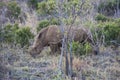 Endangered White Rhinocerous Rhino African Bush Royalty Free Stock Photo