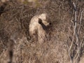 White rhino in African bush Royalty Free Stock Photo