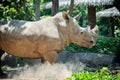 White rhino Royalty Free Stock Photo