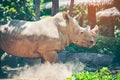 White rhino Royalty Free Stock Photo