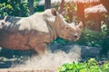 White rhino Royalty Free Stock Photo