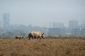 White Rhino with baby in the background of the city