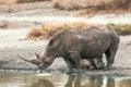 White Rhino and Baby Calf in Africa Royalty Free Stock Photo