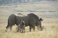 White rhino (Ceratotherium simum) with baby Royalty Free Stock Photo