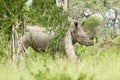 White Rhino behind brush in Umfolozi Game Reserve, South Africa, established in 1897
