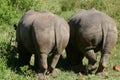 White Rhino bottoms