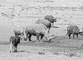 White Rhino And Buffalo Royalty Free Stock Photo